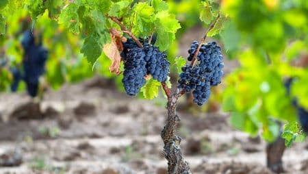 Cannonau di Jerzu